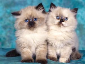 Cute-Wallpapers-cute-kittens-10501753-1152-864